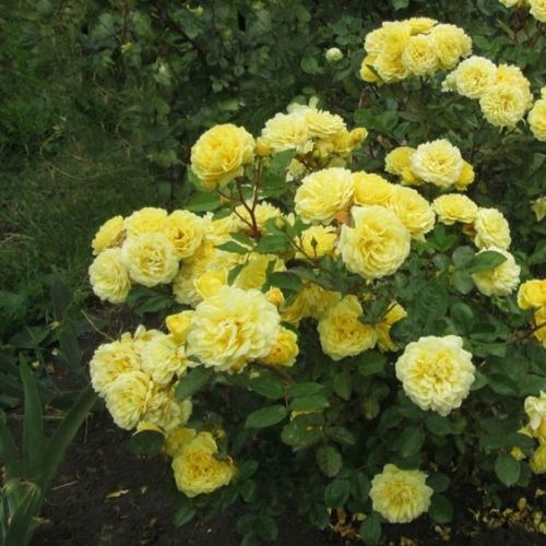 Citromsárga - Csokros virágú - magastörzsű rózsafa- bokros koronaforma